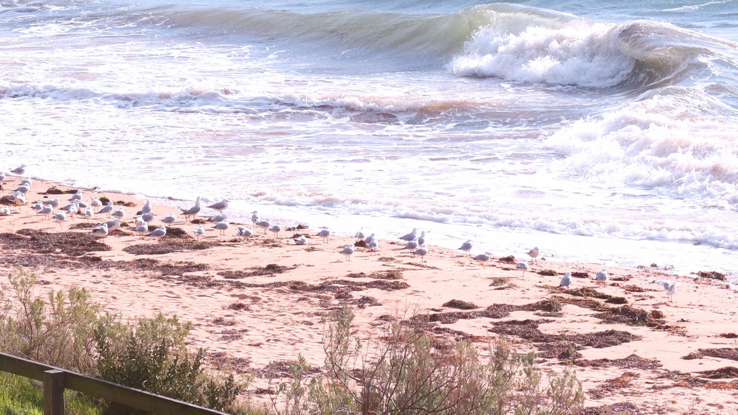 Phillip Island & Penguin Parade Tour: Wildlife & Scenic Views (1-6 people)