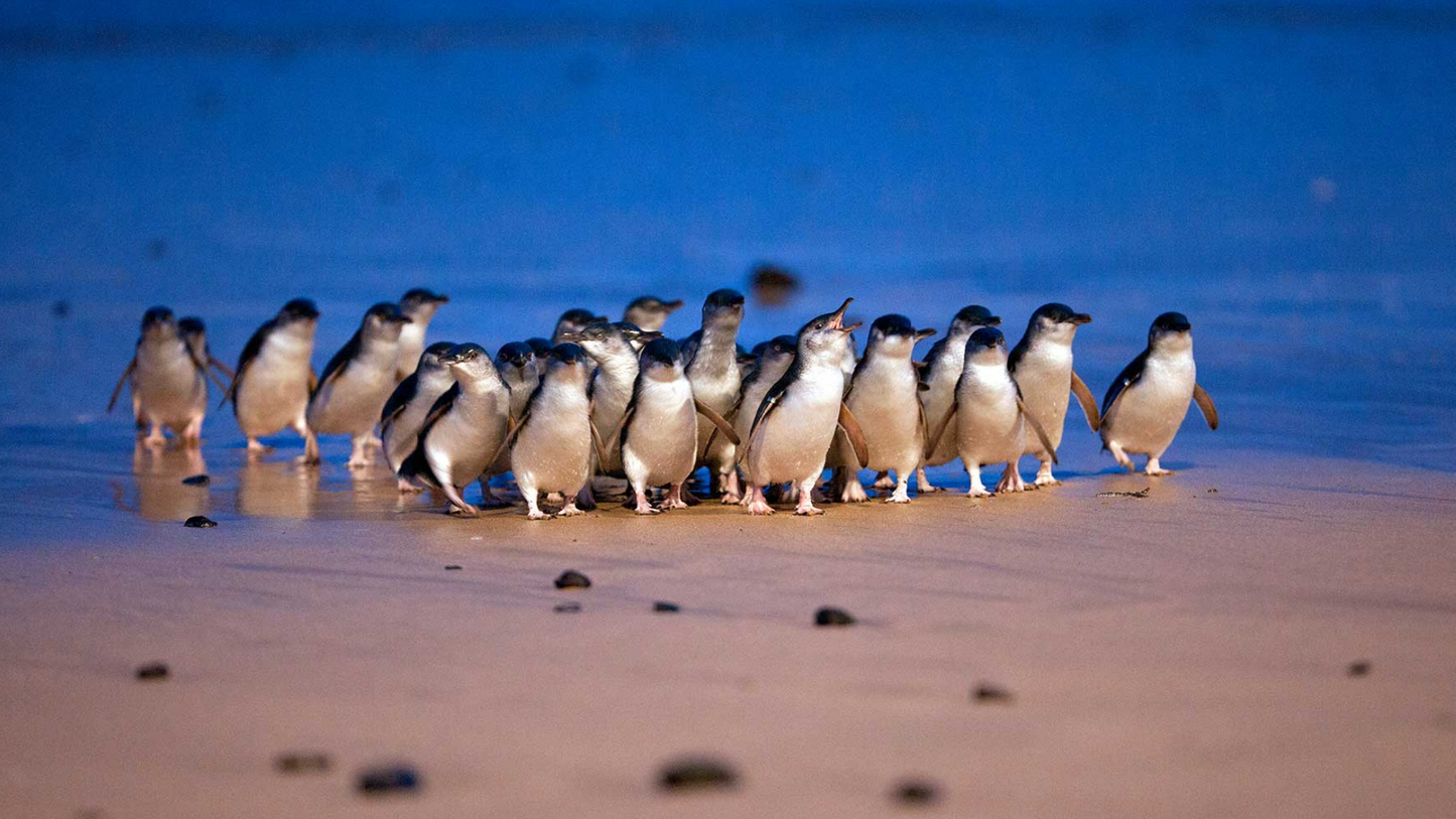 Phillip Island & Penguin Parade Tour: Wildlife & Scenic Views (1-6 people)