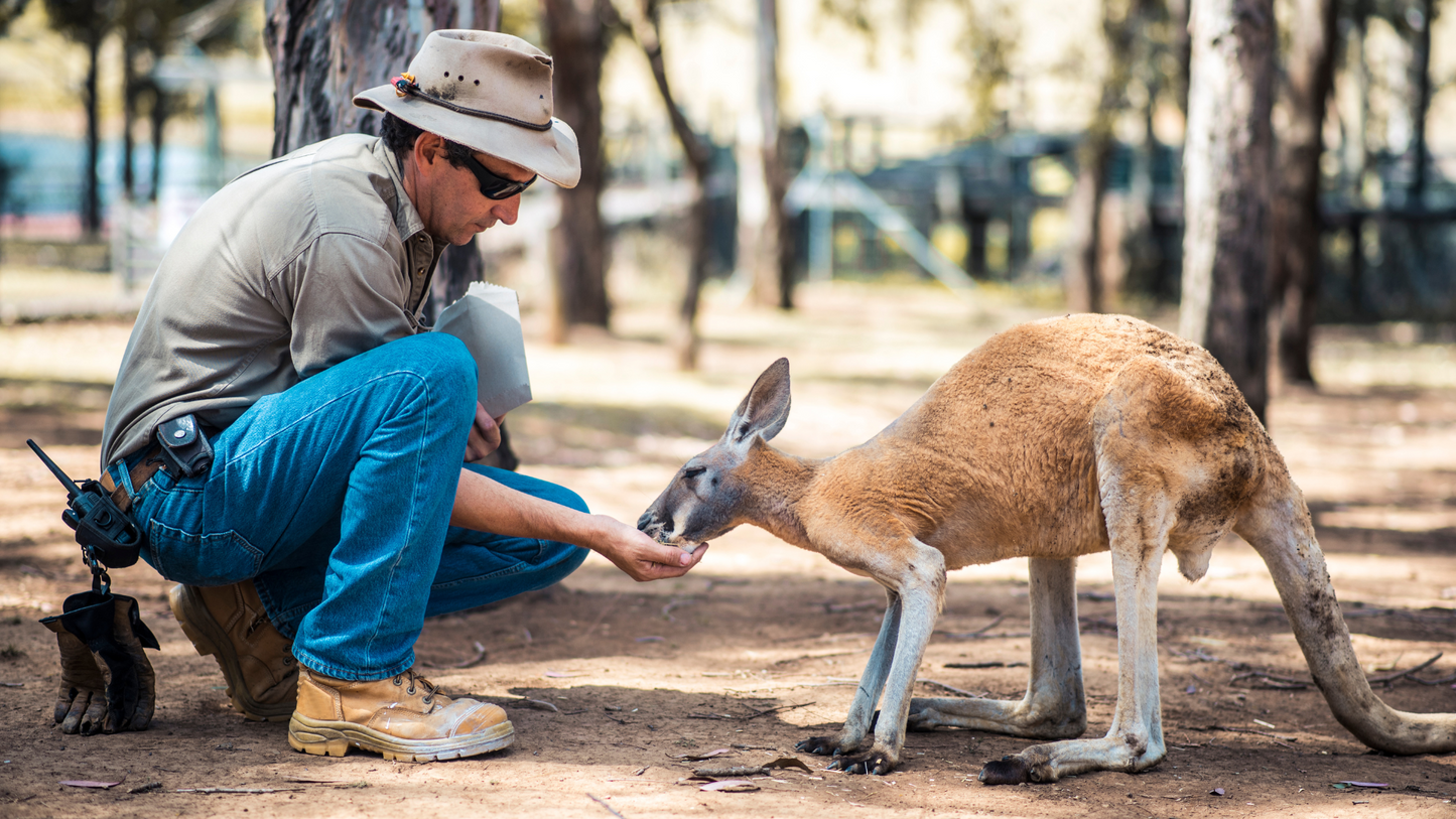 Mornington Peninsula + Puffing Billy Day Tour: Wildlife, Wine & Art (1–6 people)