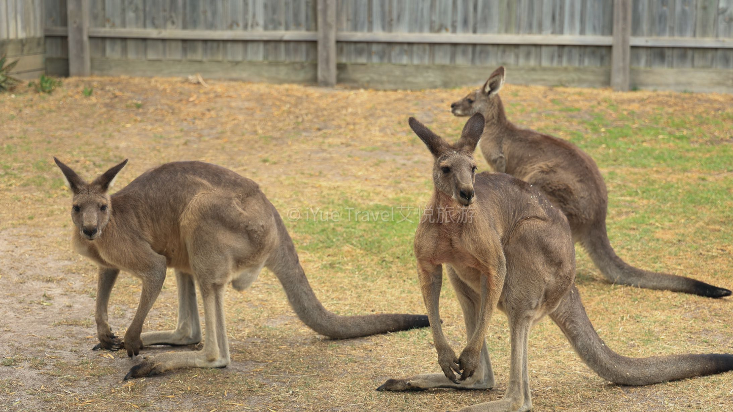 Phillip Island & Penguin Parade Tour: Wildlife & Scenic Views (1-6 people)