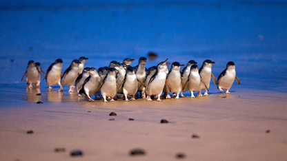 Phillip Island & Penguin Parade Tour: Wildlife & Scenic Views (1-6 people)