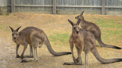 Phillip Island & Penguin Parade Tour: Wildlife & Scenic Views (1-6 people)